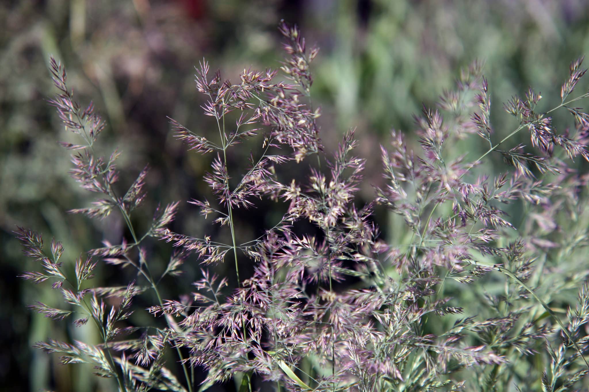 Muhlenbergia_capillaris_0zz