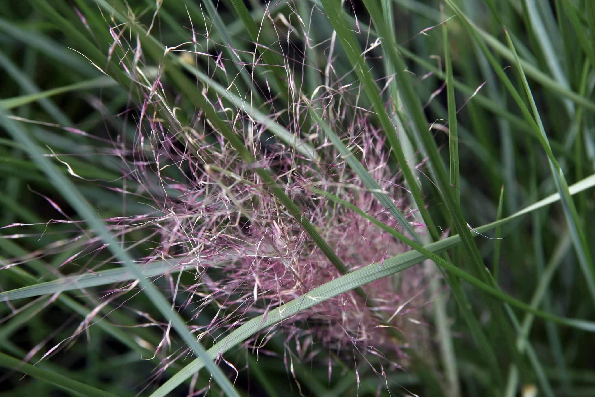 Muhlenbergia_capillaris_5zz