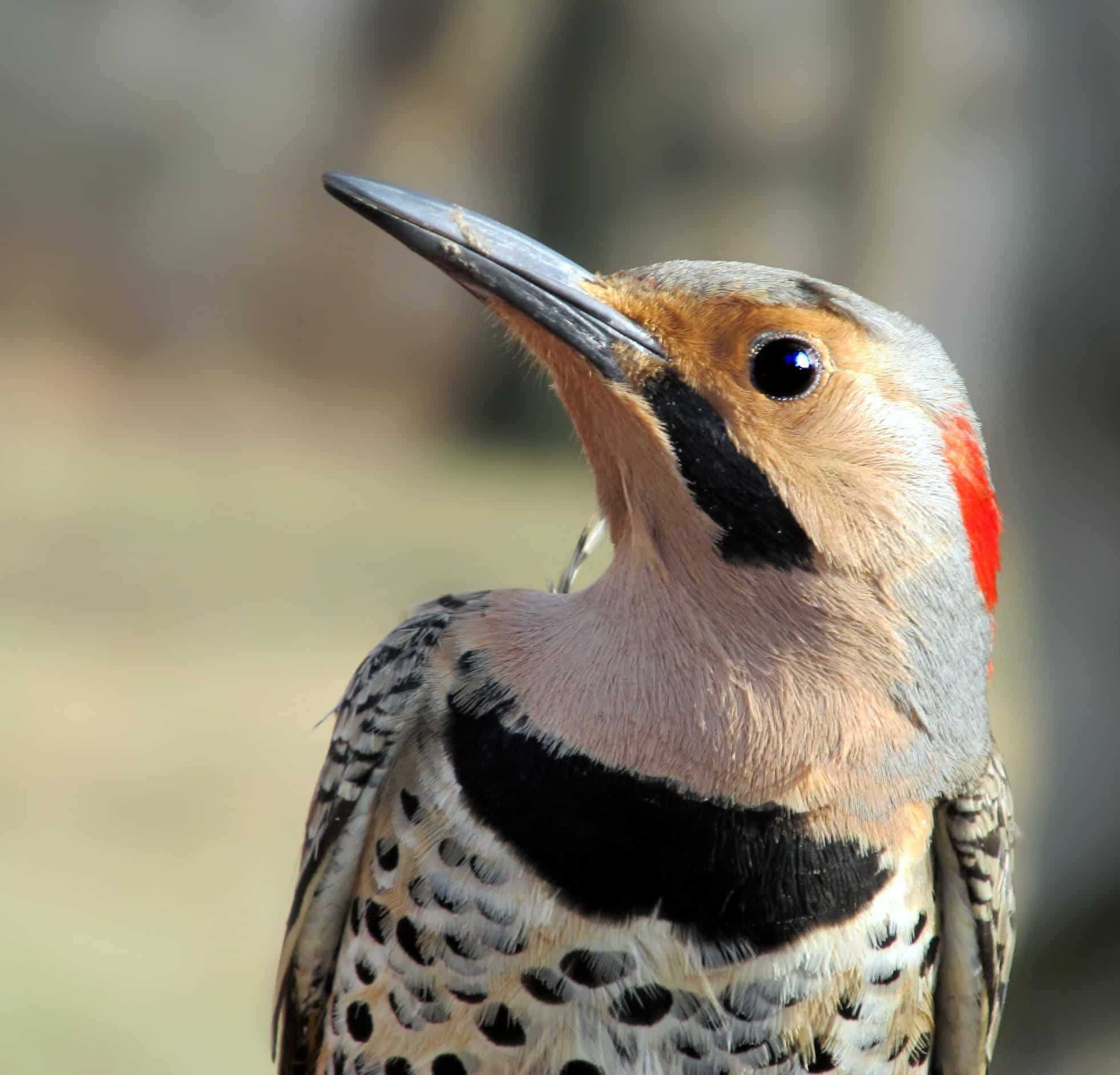 Northern_Flicker-1