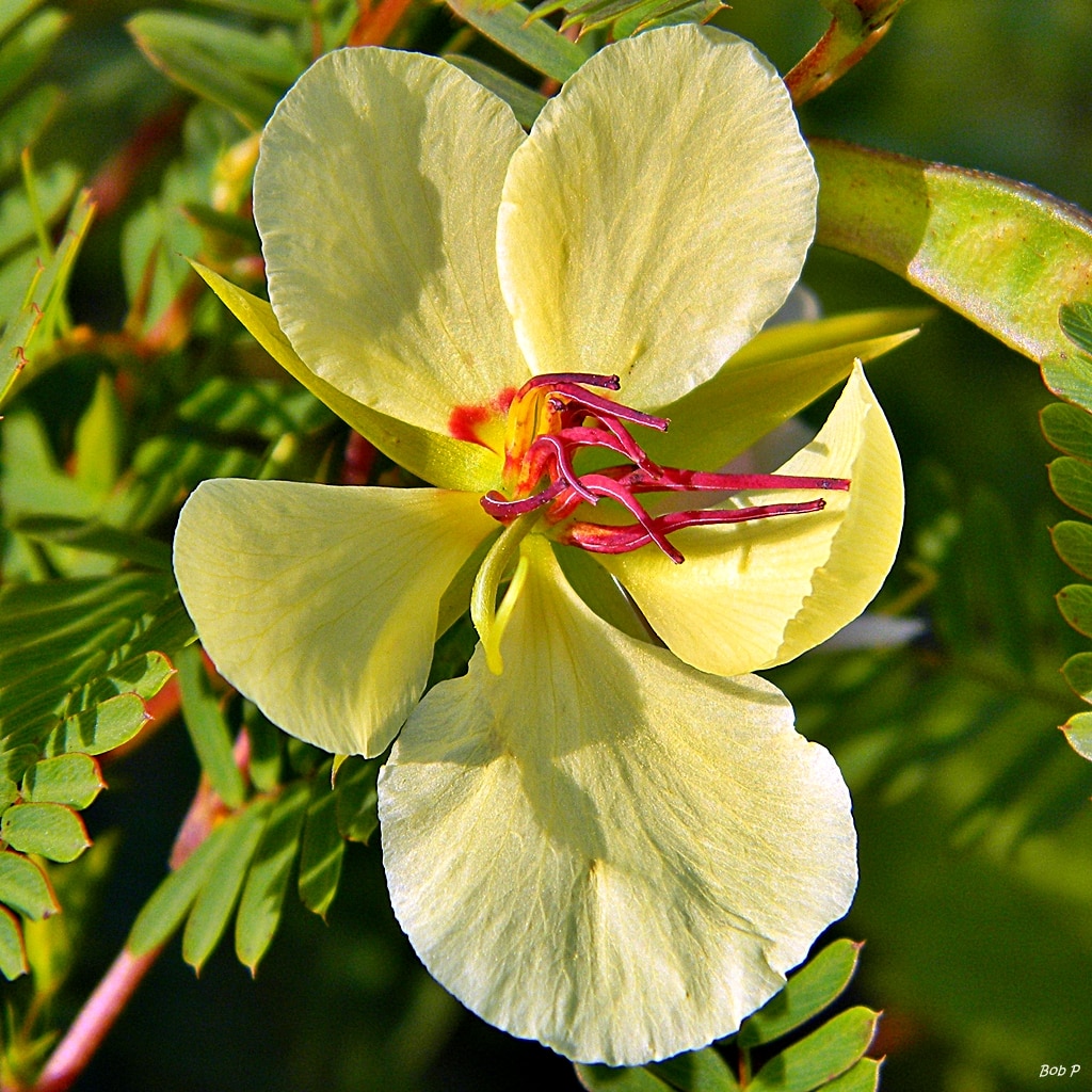 Partridge_Pea_
