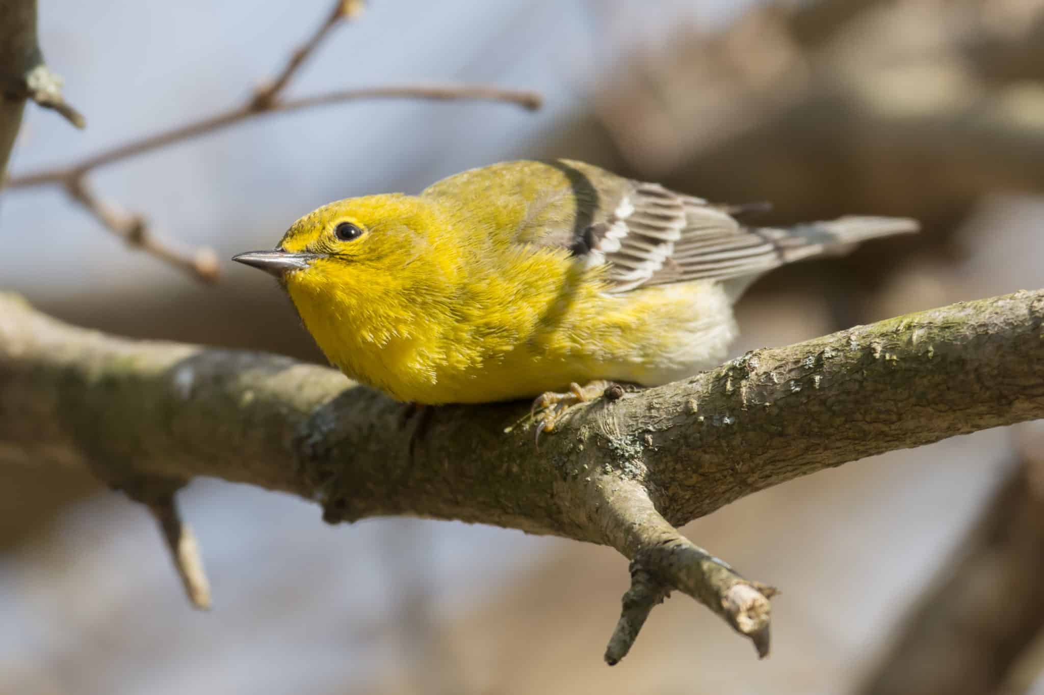 Pine_Warbler_(Setophaga_pinus)_(25384890814)