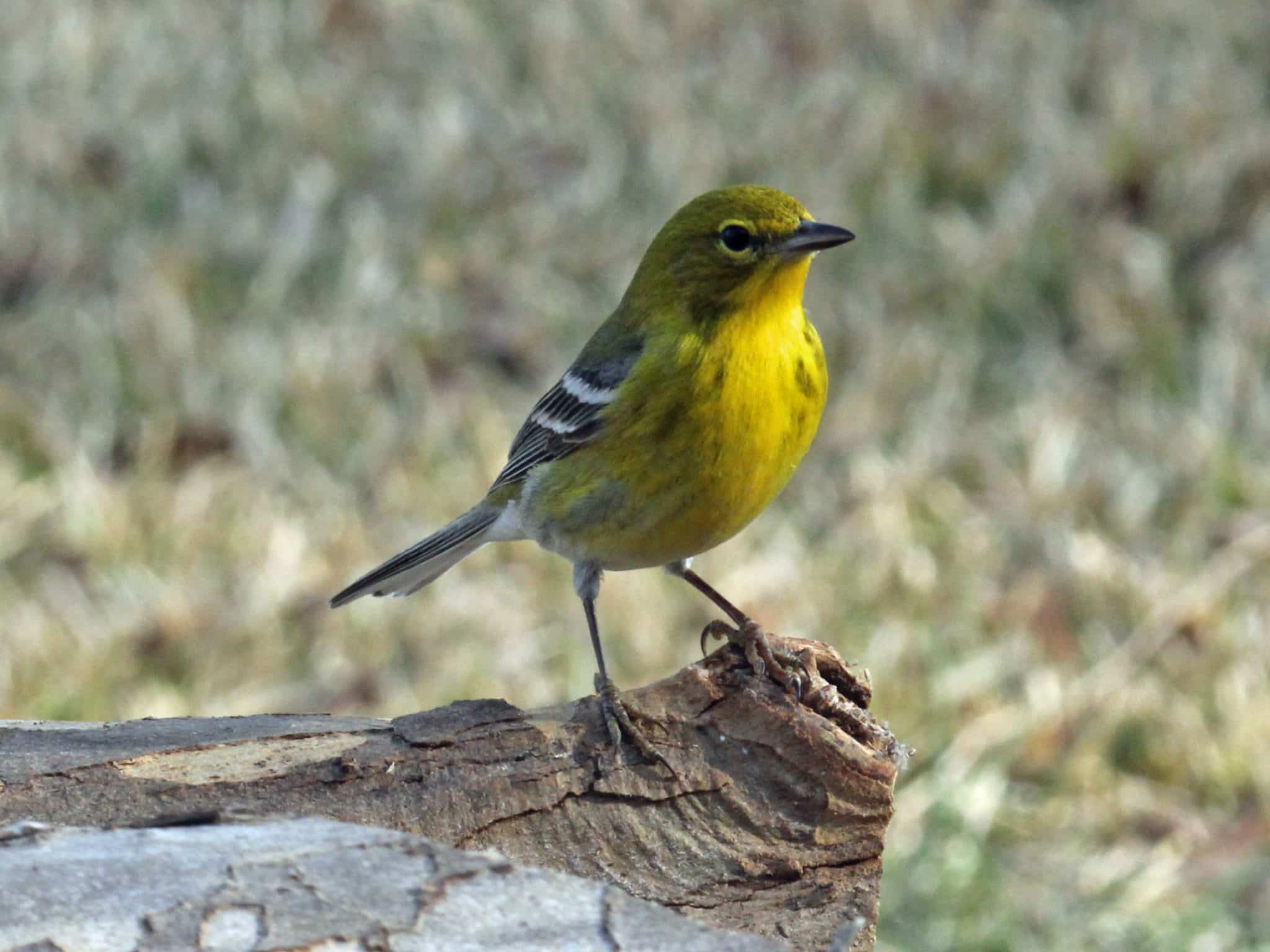 Pine_Warbler_male_RWD3
