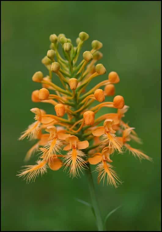Platanthera_ciliaris