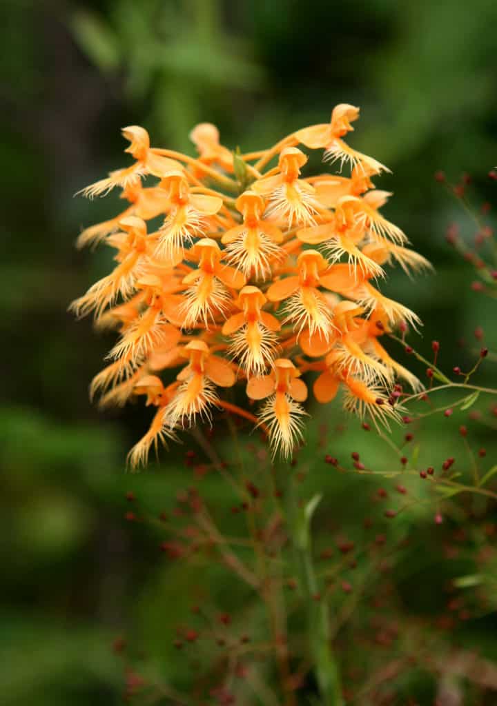 Platanthera_ciliaris_-_Flickr_003