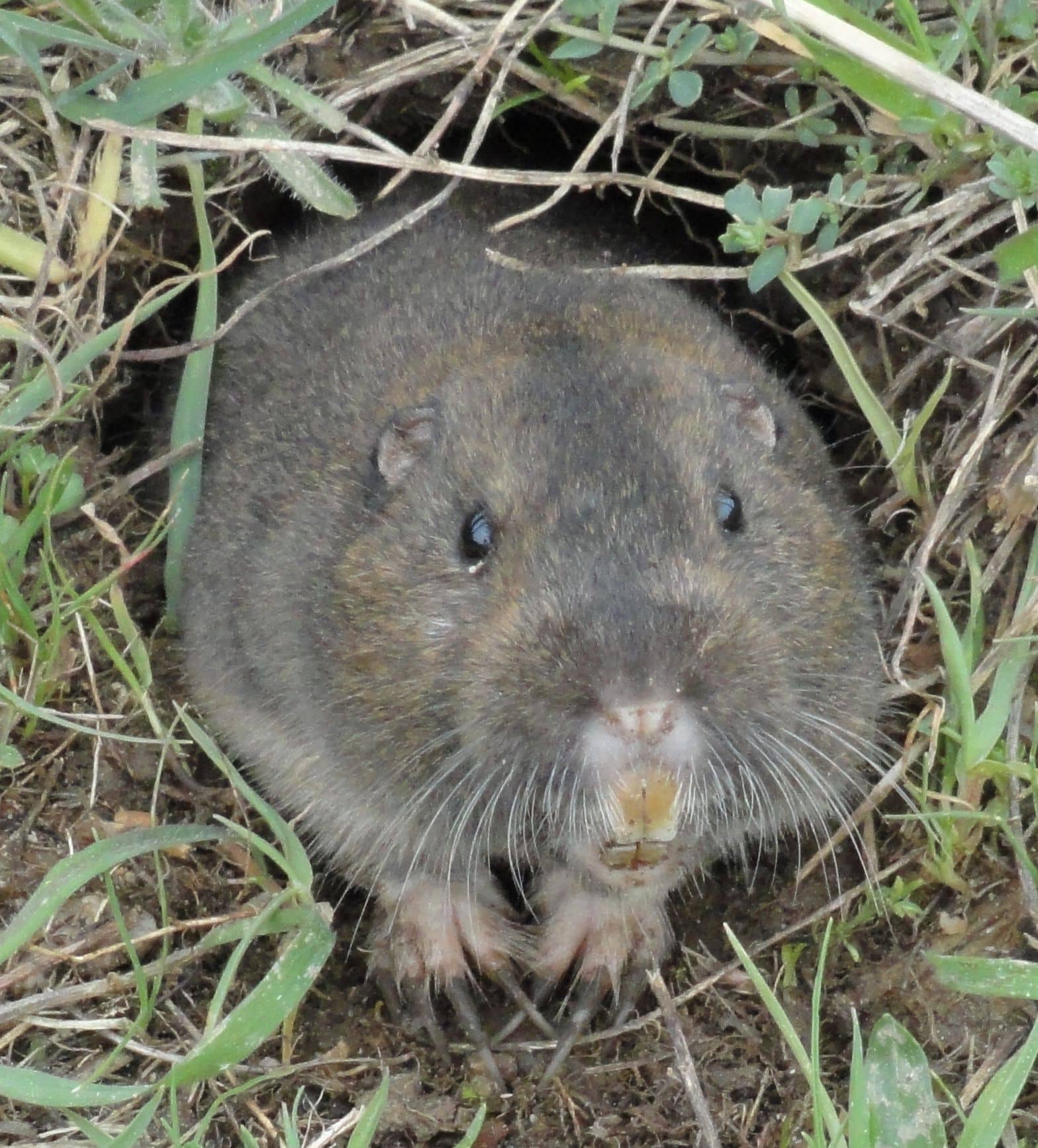 Pocket-Gopher_Ano-Nuevo-SP