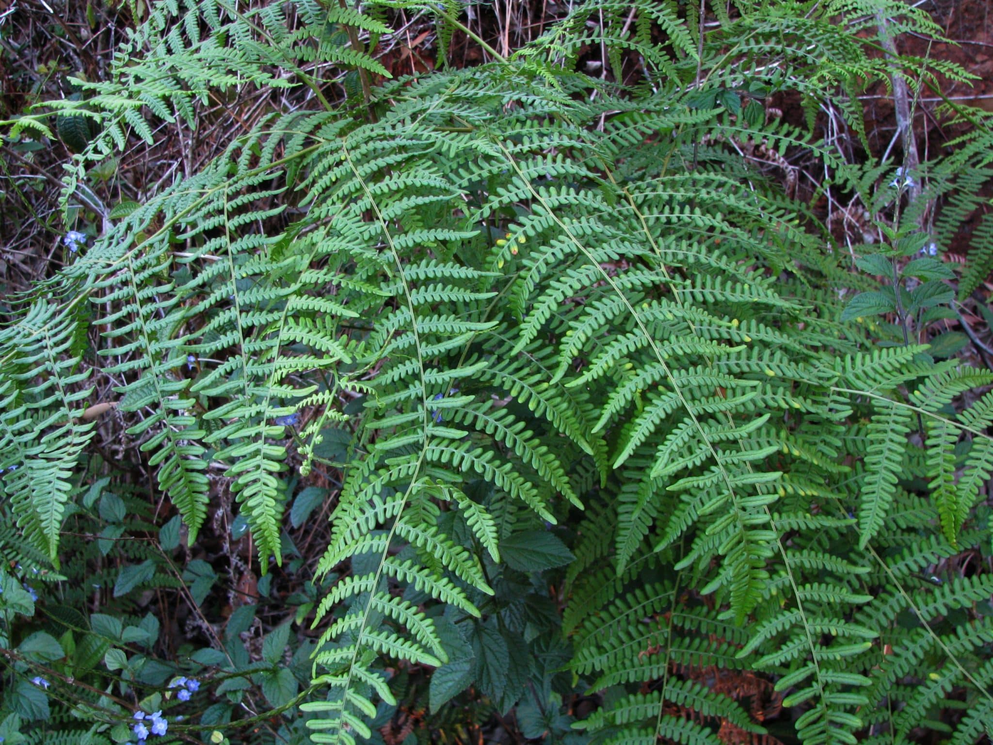 Pteridium_aquilinum_