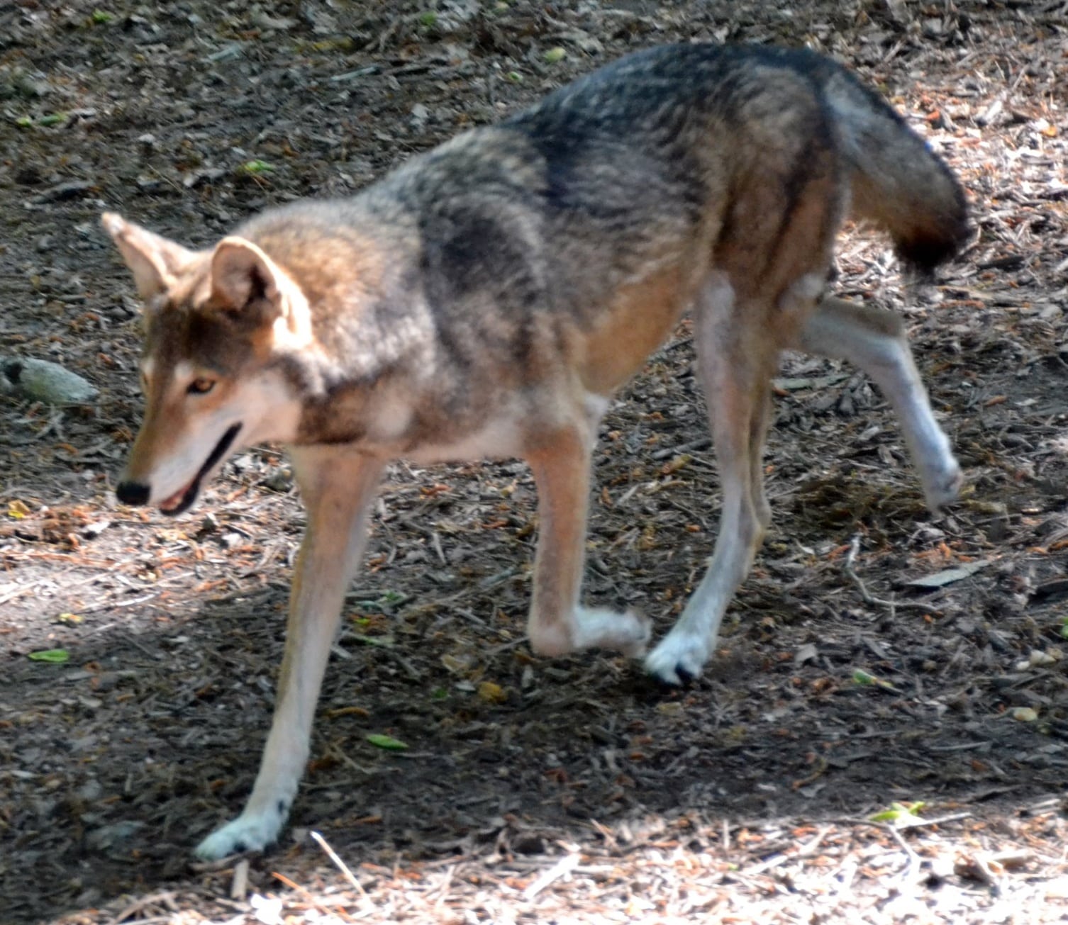 Red_Wolf_Virginia_Living_Museum_1