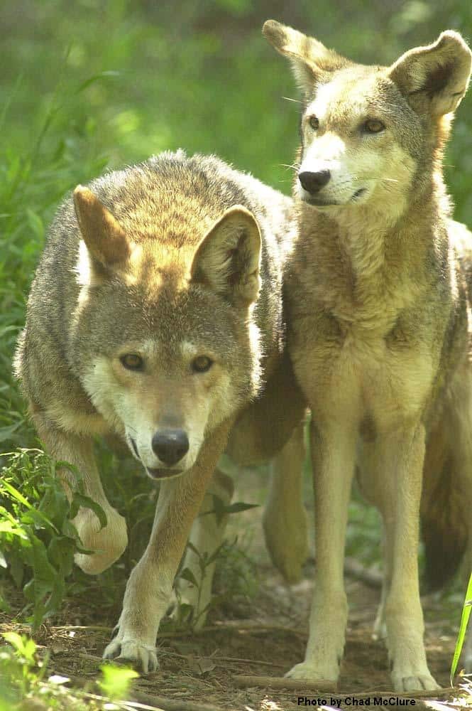 Red_Wolves_in_Chattanooga