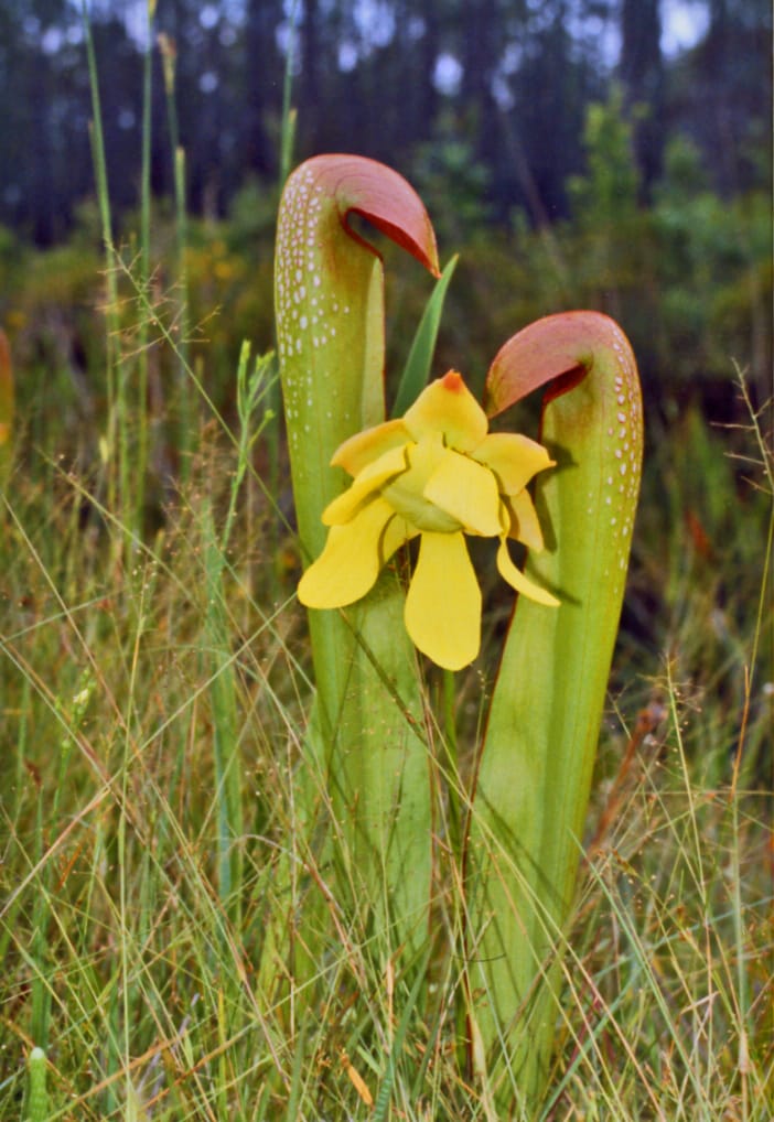 Sarraceniaceae_-_Sarracenia_minor-2