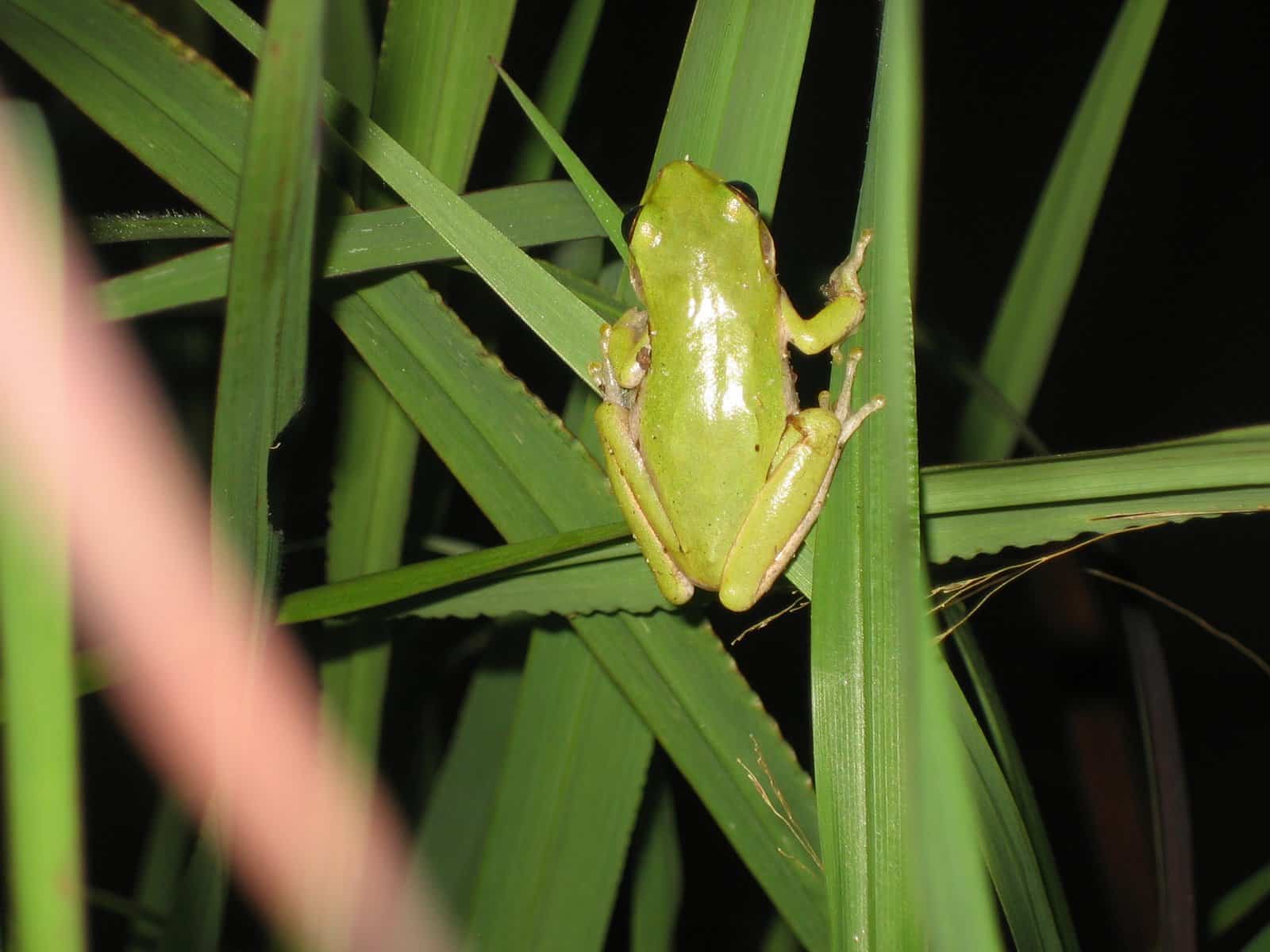 Squirrel_treefrog