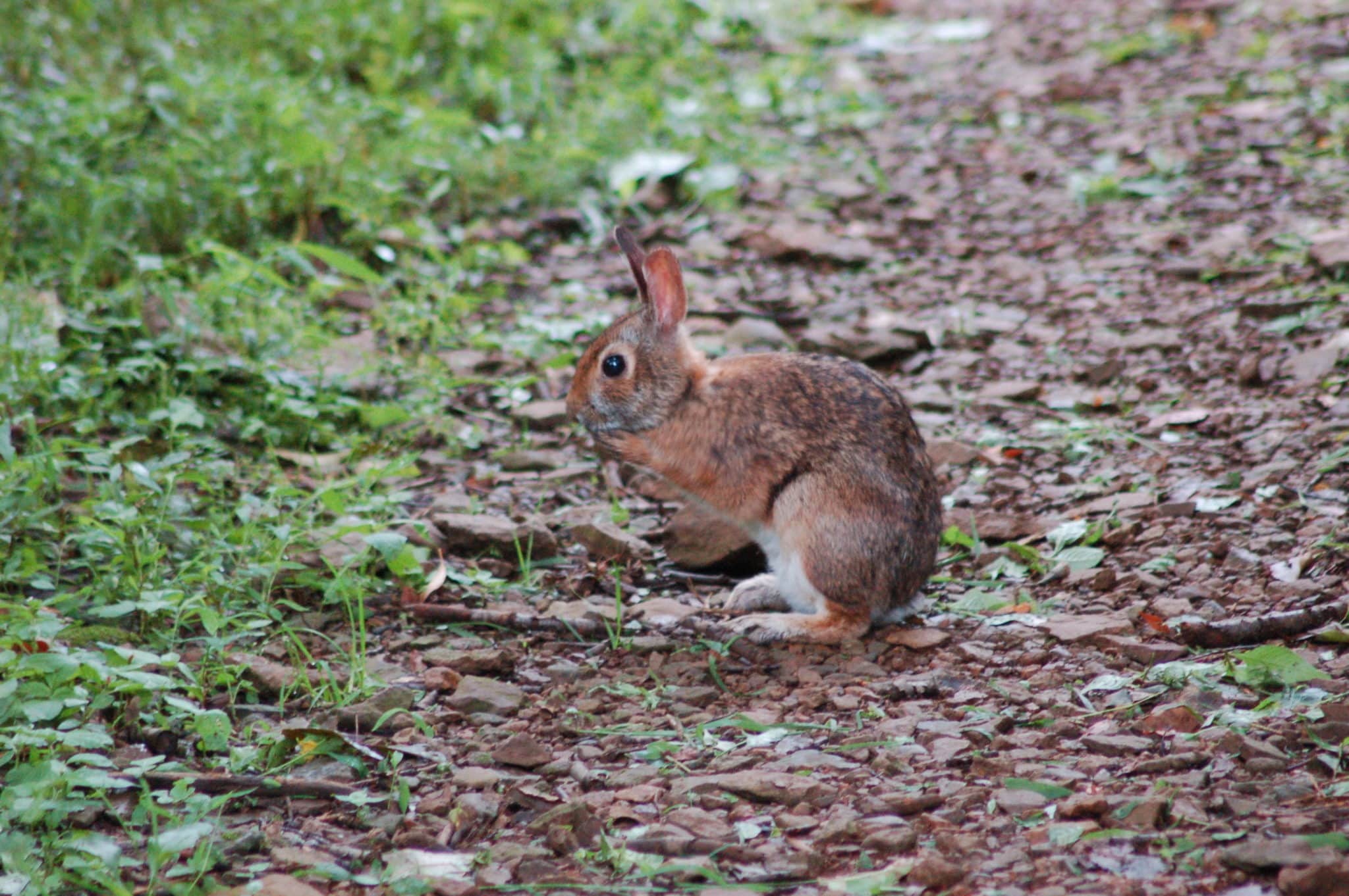 Sylvilagus_obscurus_1 (Appalachian Cottontail)