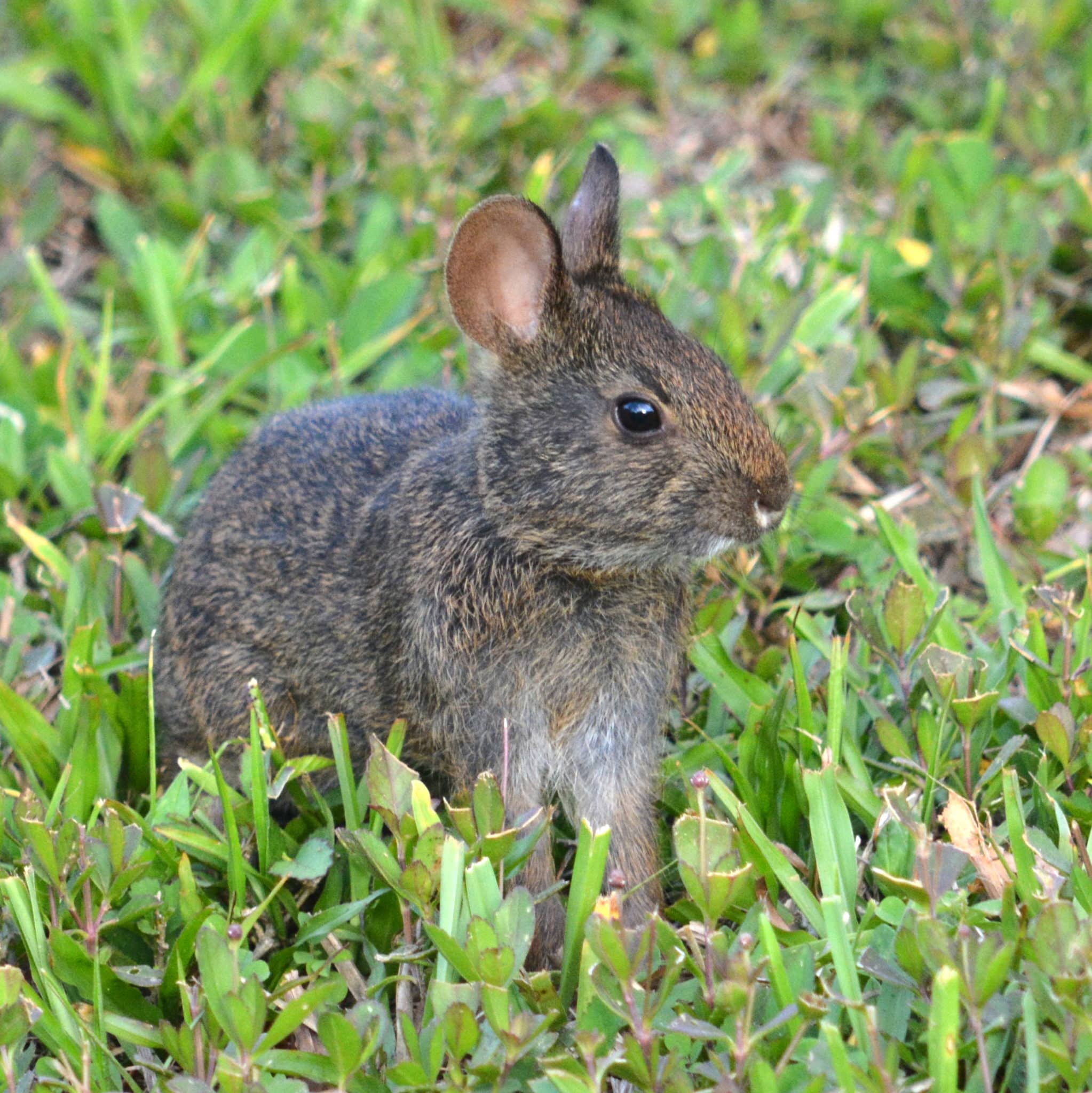 Sylvilagus_palustris_in_Sanibel_Island_01