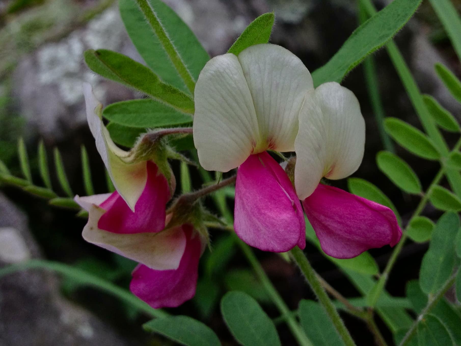 Tephrosia_virginiana_-_Goats_Rue