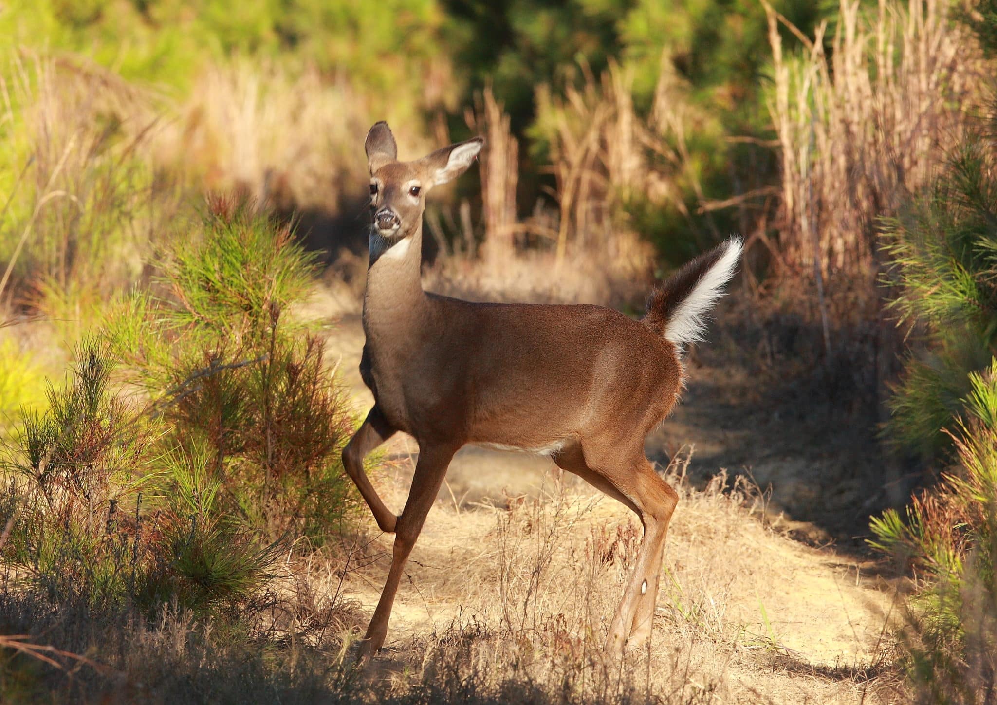 White-tailed_deer_52