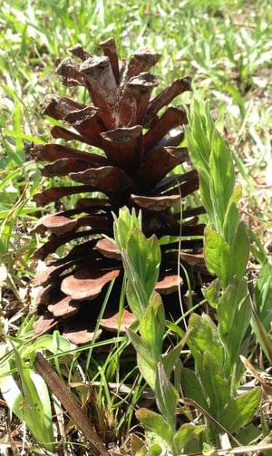 American Chaffseed with a longleaf pine cone- Photo by April Punsalan, USFWS