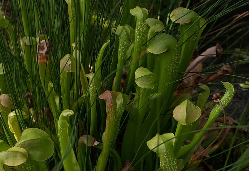 hoodedpitcher