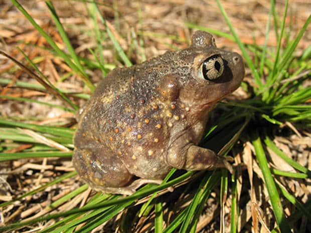 spadefoot_adult_465x349