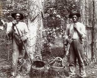 Enslaved men collecting longleaf resin