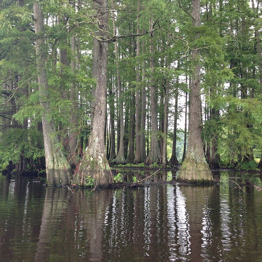 1200px-Bald_Cypress