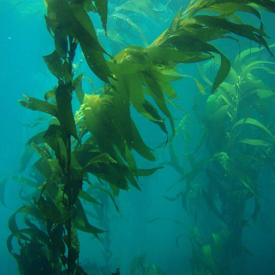 1200px-Sanc0063_-_Flickr_-_NOAA_Photo_Library