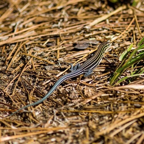 6linedRacerunner