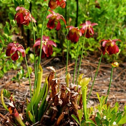 ALCanebrakePitcherPlant
