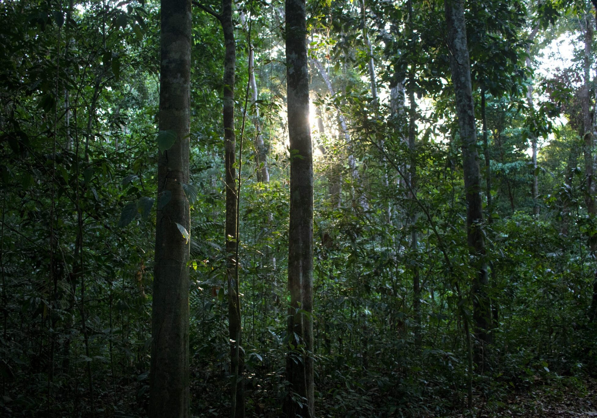 Amazon rainforest