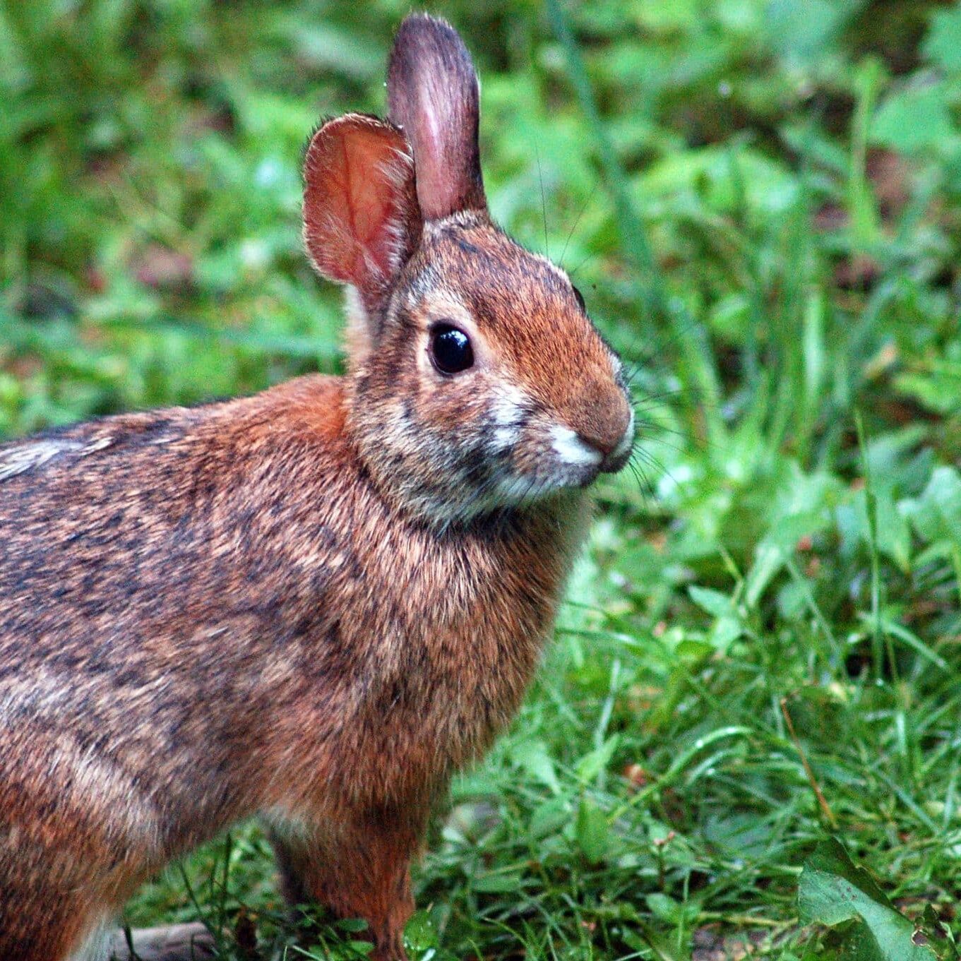AppCottontail