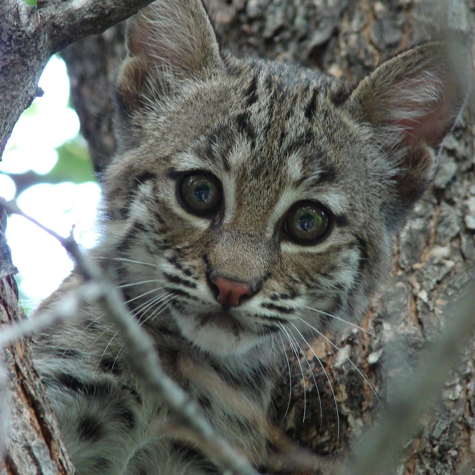 Bobcat-Texas-9135