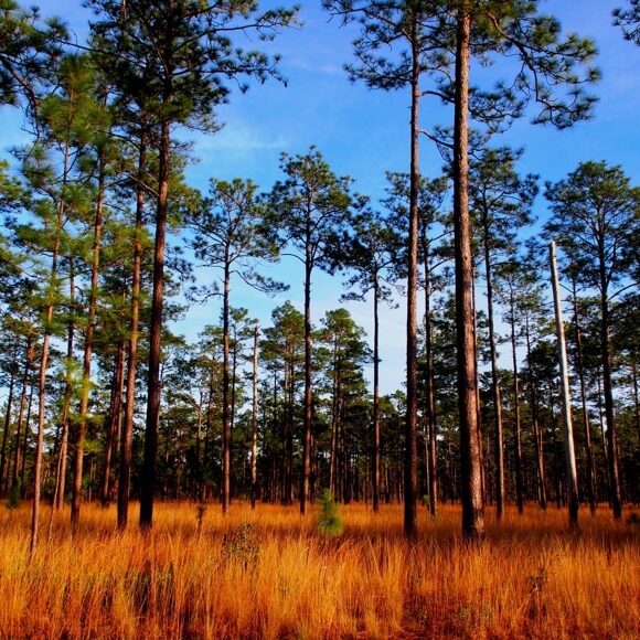 CoastalPlain