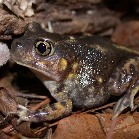 ESpadefootToad