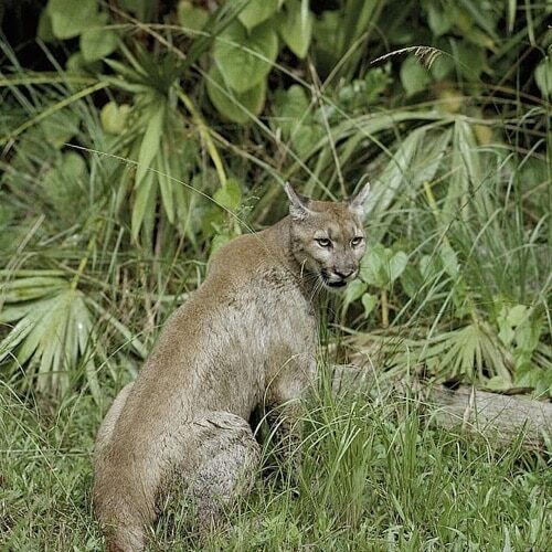 FL-Panther