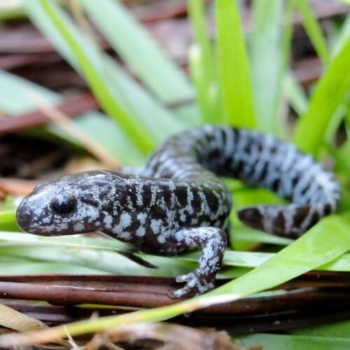FlatwoodSalamander