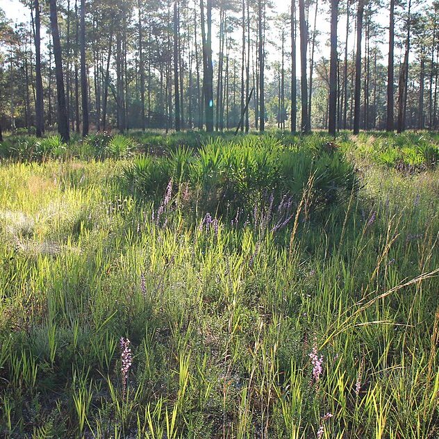 Flatwoods_at_Austin_Cary_Forest