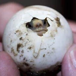GTEgg