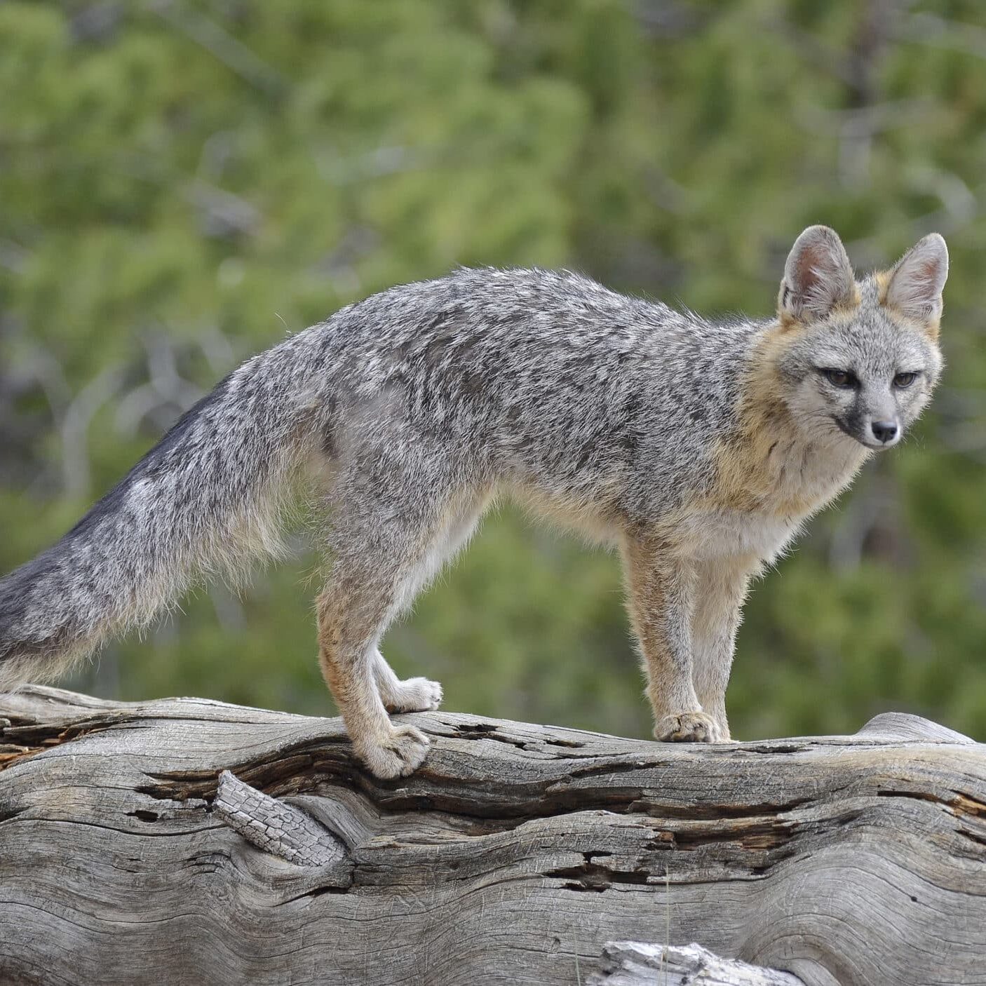 Gray_Fox_DSC6870
