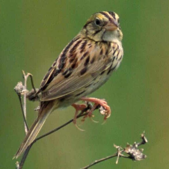 Henslow's_sparrow_1_3-8-16