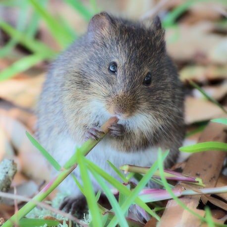 HispidCottonRat