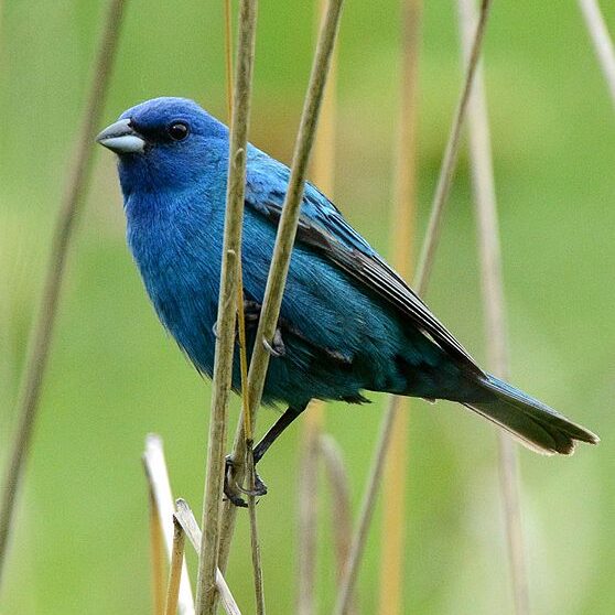 IndigoBunting