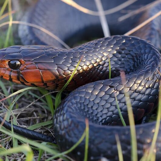 IndigoSnake