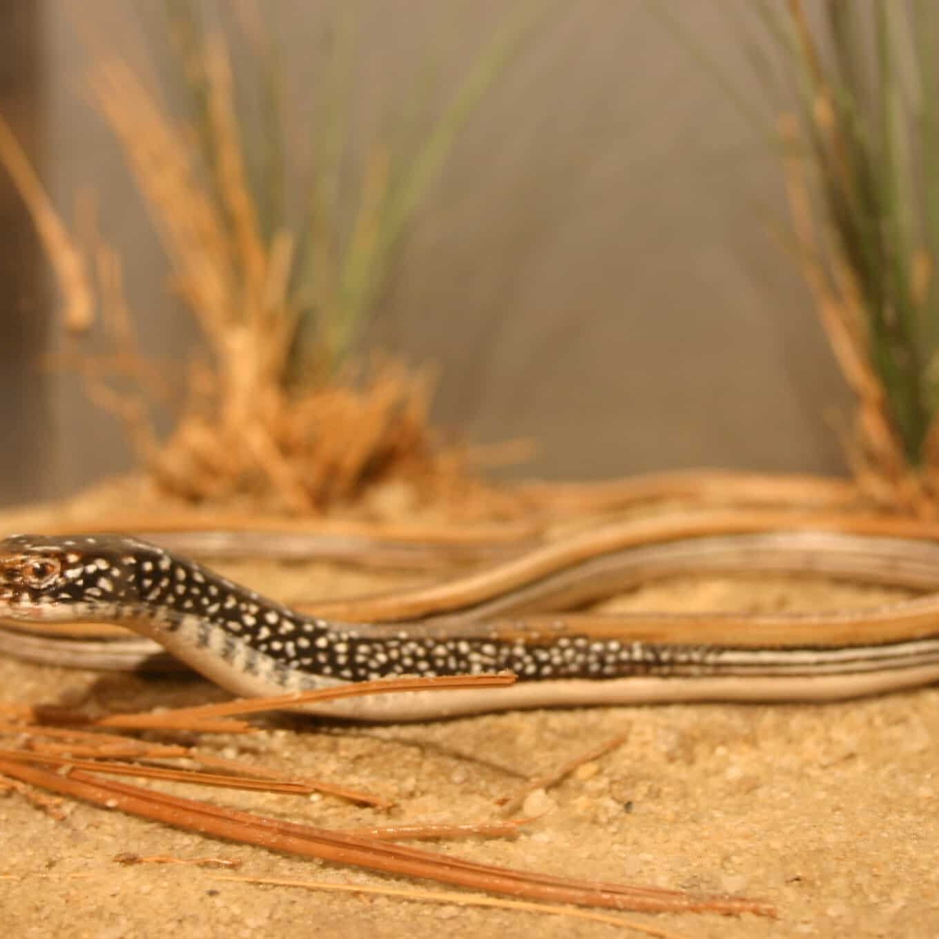 Mimic_Glass_Lizard