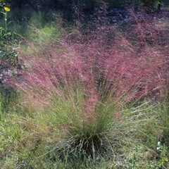 Muhlygrass