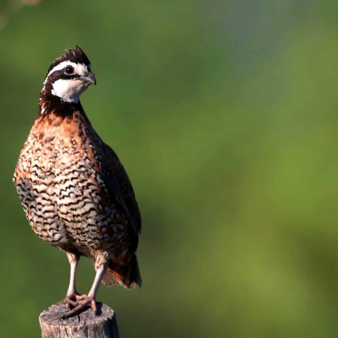 Northern_Bobwhite_Quail