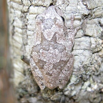 PinewoodTreefrog