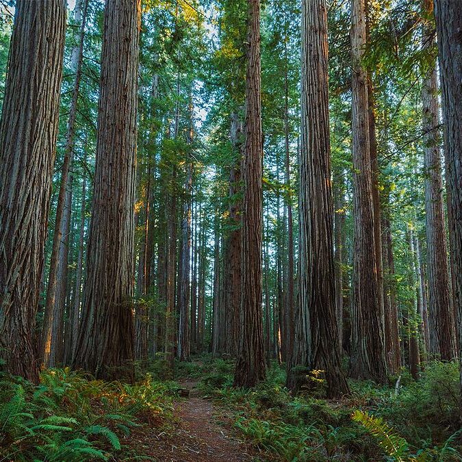 Prairie_Creek_Redwoods_State_Park
