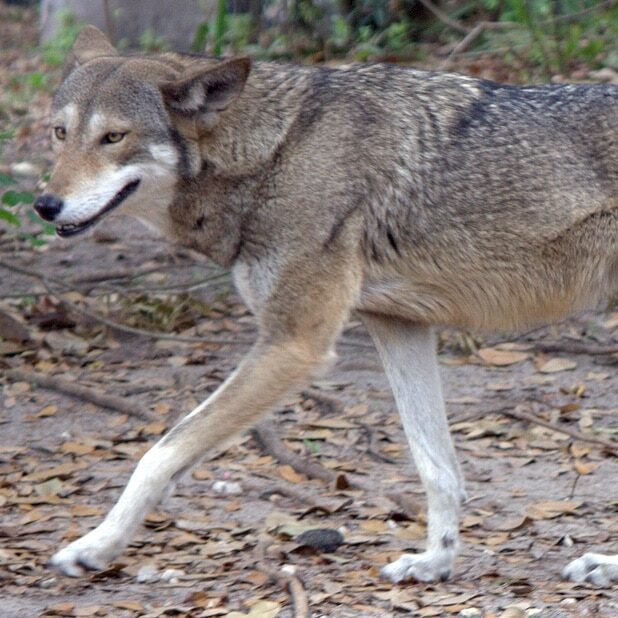 Red wolf