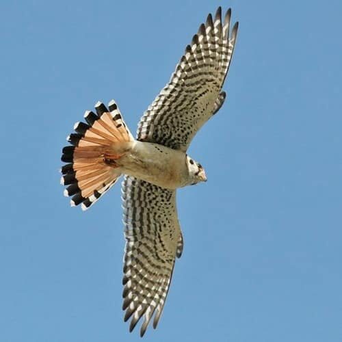 SEKestrel