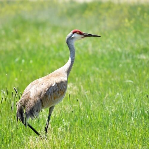 Sandhillcrane