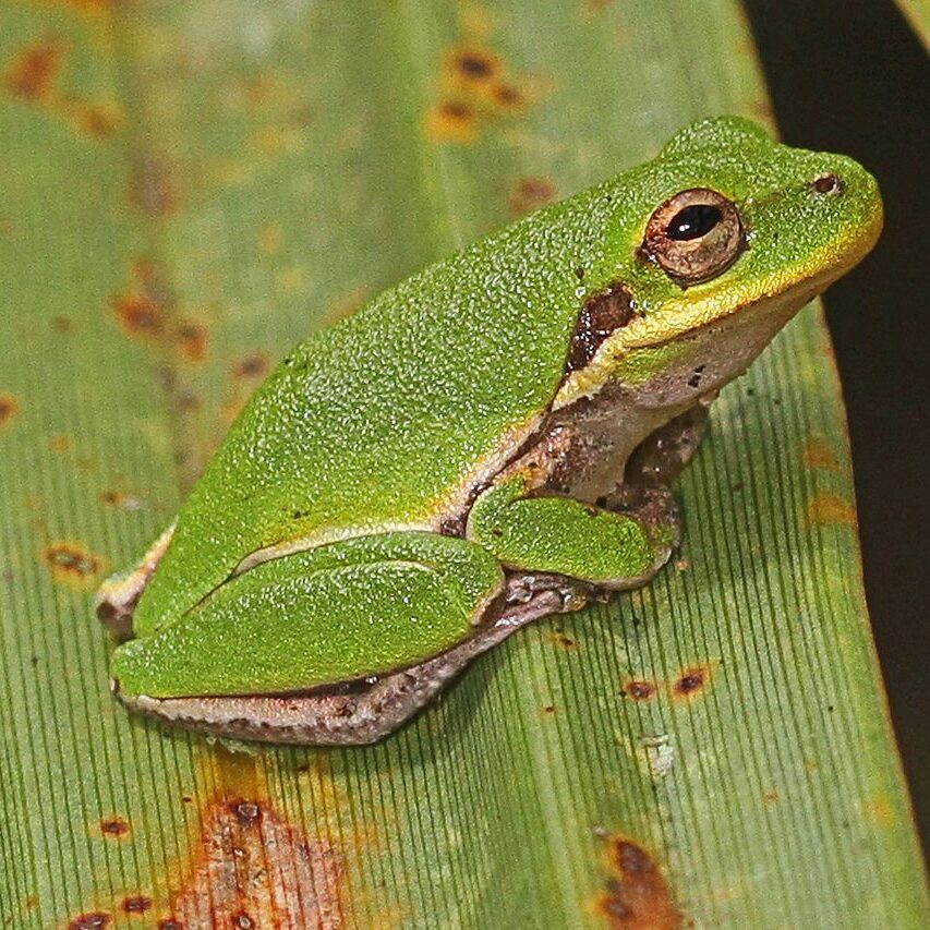Squirrel_Tree_Frog