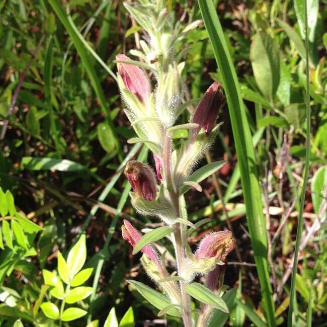 american-chaffseed